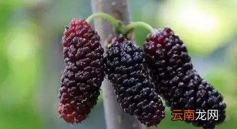 吃桑葚有什么好处吗 它全身都是宝啊