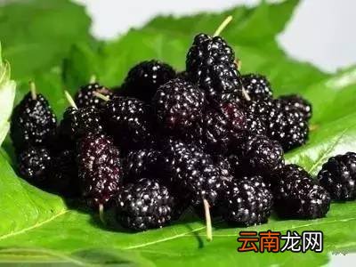 吃桑葚有什么好处吗 它全身都是宝啊