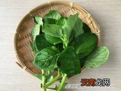 野菜纯天然有营养，你知道怎么吃吗？