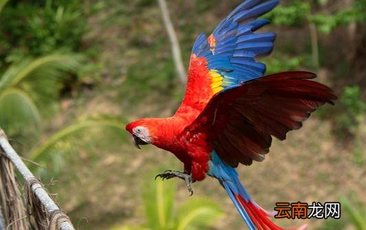 绯红金刚鹦鹉怎么养？绯红金刚鹦鹉的特点