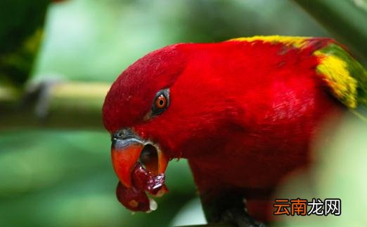 喋喋吸蜜鹦鹉的饲养方法 喋喋吸蜜鹦鹉的价格