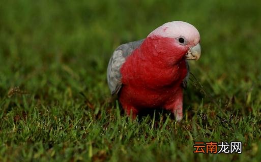 粉红胸凤头鹦鹉如何繁殖？粉红胸凤头鹦鹉的饲养方法