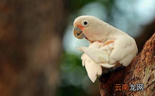 戈芬氏凤头鹦鹉的简介 戈芬氏凤头鹦鹉的产地