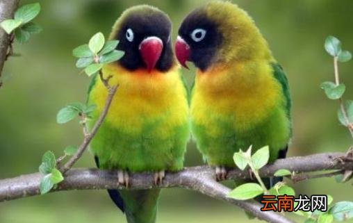 黑头凯克鹦鹉如何繁殖？黑头凯克鹦鹉的饲养方法