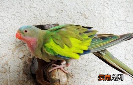 公主鹦鹉的饲养方法 公主鹦鹉价格