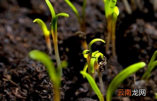 教你辨别蔬菜种子的新陈