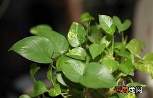 种植绿萝的好处和价值