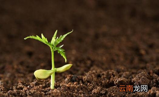 土壤肥料的选择方法 土壤肥料自制方法