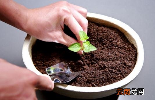 花盆土壤板结的原因和解决办法