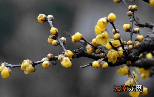 花卉秃杆的解决方法