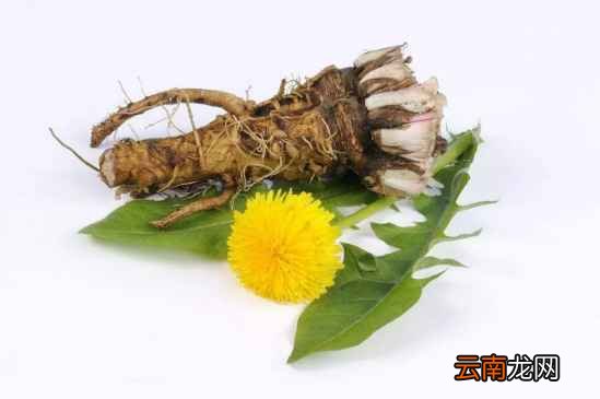 蒲公英的根和叶有什么功效 用对才最重要
