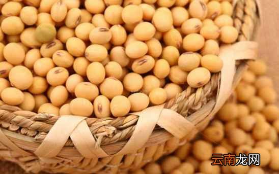 黄豆怎么做好吃 这三款食谱分享给大家