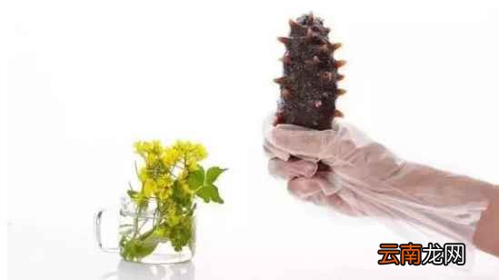 海参怎么吃好 18种做法了解下