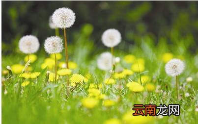 喝蒲公英水有什么好处 它竟然有这么多好处