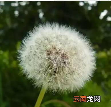 喝蒲公英水有什么好处 它竟然有这么多好处