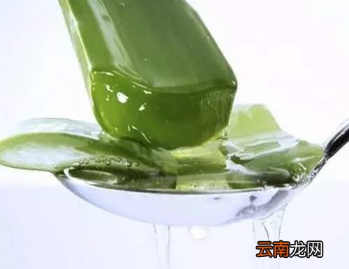 芦荟胶的功效与作用 芦荟胶的强大功效及作用有哪些