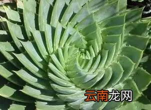 芦荟胶的功效与作用 芦荟胶的强大功效及作用有哪些