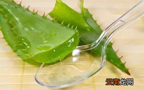 芦荟胶的功效与作用 芦荟胶的强大功效及作用有哪些