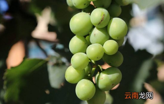 葡萄不甜是什么原因 买的葡萄太酸没法吃怎么办