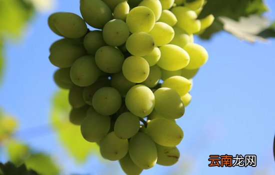 葡萄不甜是什么原因 买的葡萄太酸没法吃怎么办