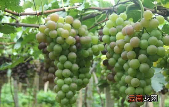 葡萄不甜是什么原因 买的葡萄太酸没法吃怎么办