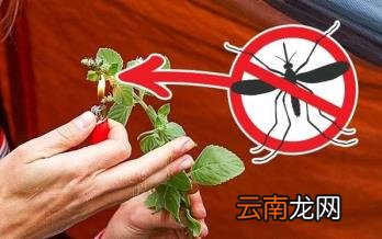 这12个野外急救措施 关键时刻真能救命