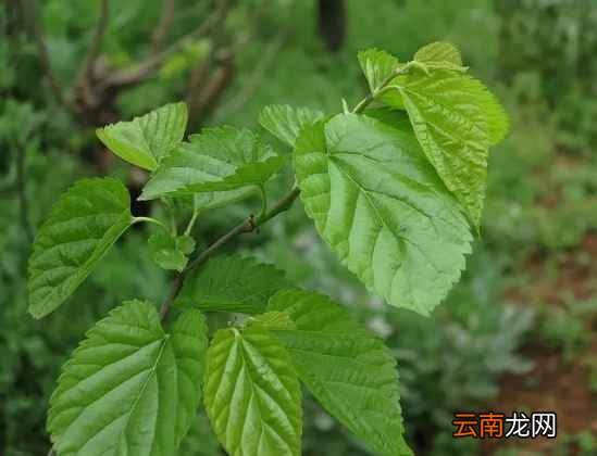 胆固醇高吃什么好 多吃这些降胆固醇好