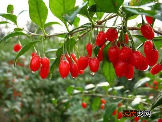 胆固醇高吃什么好 多吃这些降胆固醇好