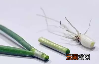 吃葱的好处 用好了能舒缓六大症状