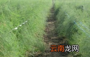 胃胀气适合吃什么食物 这五种越吃越舒服