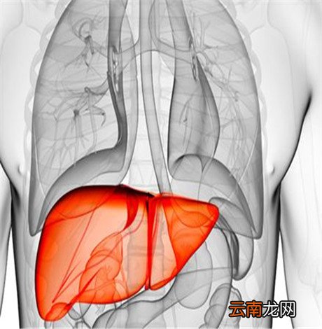 脂肪肝的症状及表现 脂肪肝有哪些症状