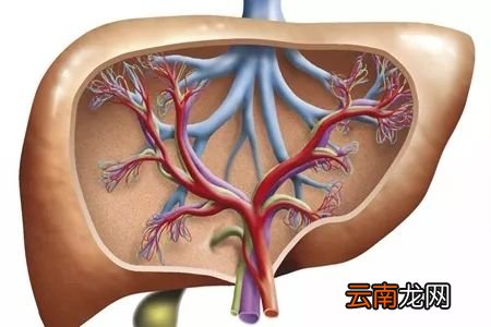 肝癌的早期症状 肝癌的饮食保健疗法