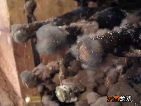 酒塞发霉酒还能喝吗 酒塞发霉的原因分析
