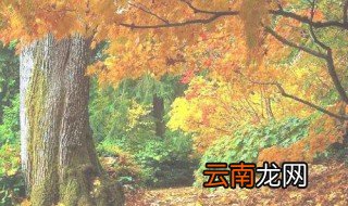 温带季风气候的植被类型 温带季风气候的特点
