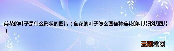 菊花的叶子怎么画各种菊花的叶片形状图片 菊花的叶子是什么形状的图片
