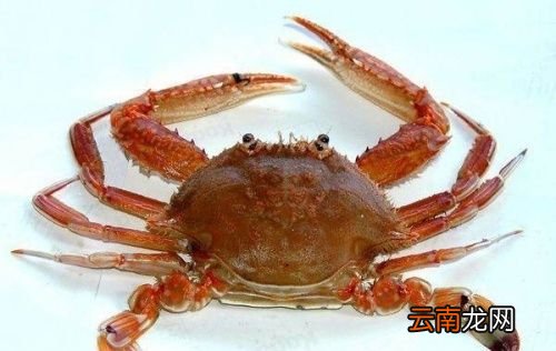 什么螃蟹可以生吃