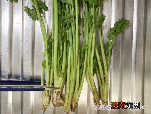 3个简单步骤，让芫荽的保鲜期由3天延长至3周
