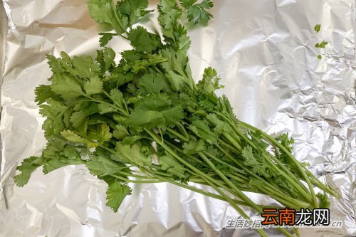 3个简单步骤，让芫荽的保鲜期由3天延长至3周