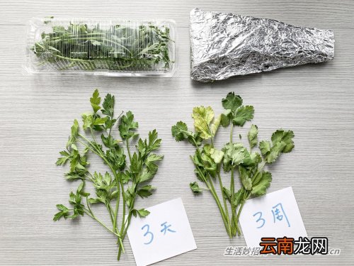 3个简单步骤，让芫荽的保鲜期由3天延长至3周