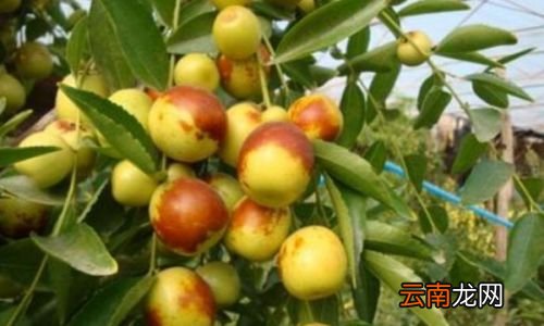 吃冬枣对人有什么好处和坏处