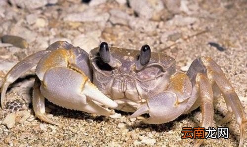 螃蟹没煮熟能吃吗