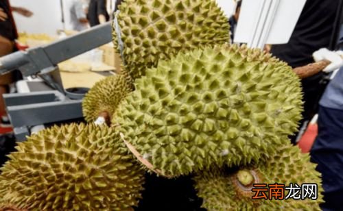 榴莲一直不开口是死包吗