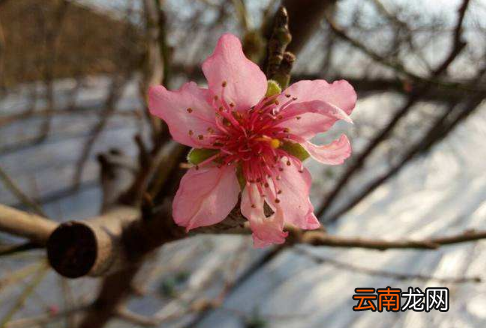 躲春不是本命年需要躲吗-只有本命年需要躲春吗