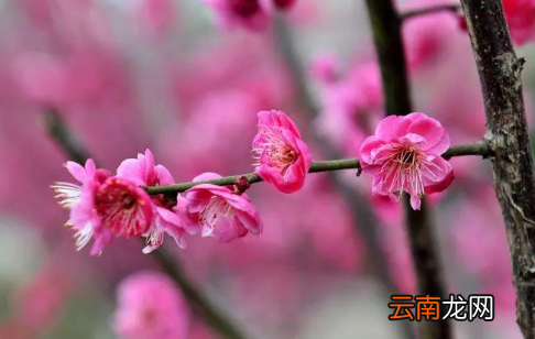 躲春不是本命年需要躲吗-只有本命年需要躲春吗