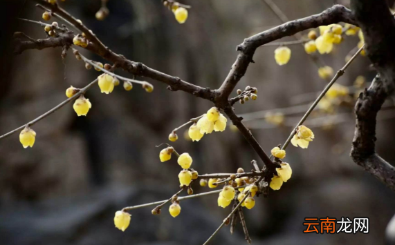 躲春不是本命年需要躲吗-只有本命年需要躲春吗