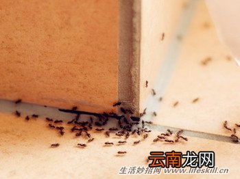 厨房除蚂蚁有妙法
