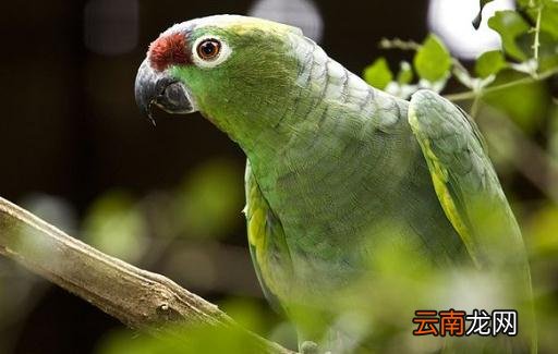 红额鹦鹉的饲养方法 红额鹦鹉的价格