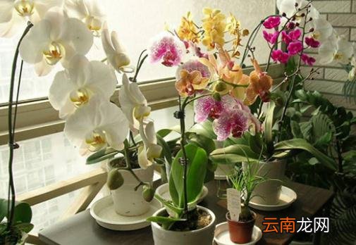 水溶性肥料的自制方法