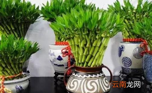 富贵竹这么养才长得旺盛