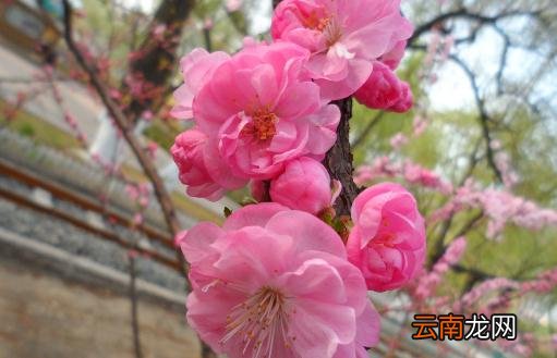 这样能够让榆叶梅花更鲜艳